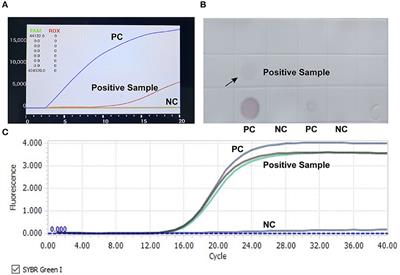 Genomic Characteristics of a Chicken Infectious Anemia Virus in Contaminated Attenuated Vaccine